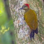 Stripe-cheeked Woodpecker (image by Pete Morris)