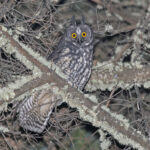 Stygian Owl (image by Pete Morris)