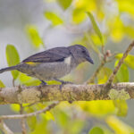 Sulphur-rumped Tanager (image by Pete Morris)