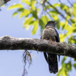 Sunda Cuckoo (image by Dáni Balla)