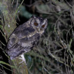 Sunda Scops Owl (image by Dáni Balla)