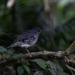 Sunda Thrush (image by Dáni Balla)