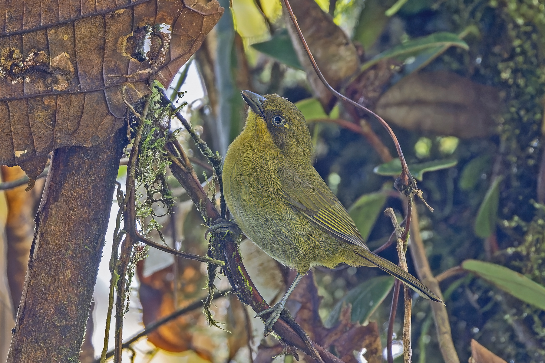 Tarcacuna Chlorospingus (image by Pete Morris)