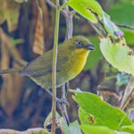 Tacarcuna Chlorospingus (image by Pete Morris)