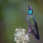 Talamanca Hummingbird (image by Pete Morris)