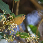 Tawny-breasted Parrotfinch (image by Dáni Balla)