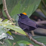 Tawny-crested Tanager (image by Pete Morris)