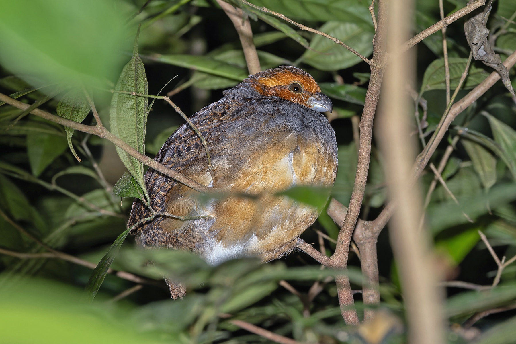 Tawny-faced Quail (image by Pete Morris)