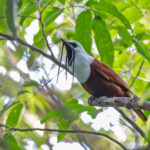 Three-wattled Bellbird (image by Pete Morris)