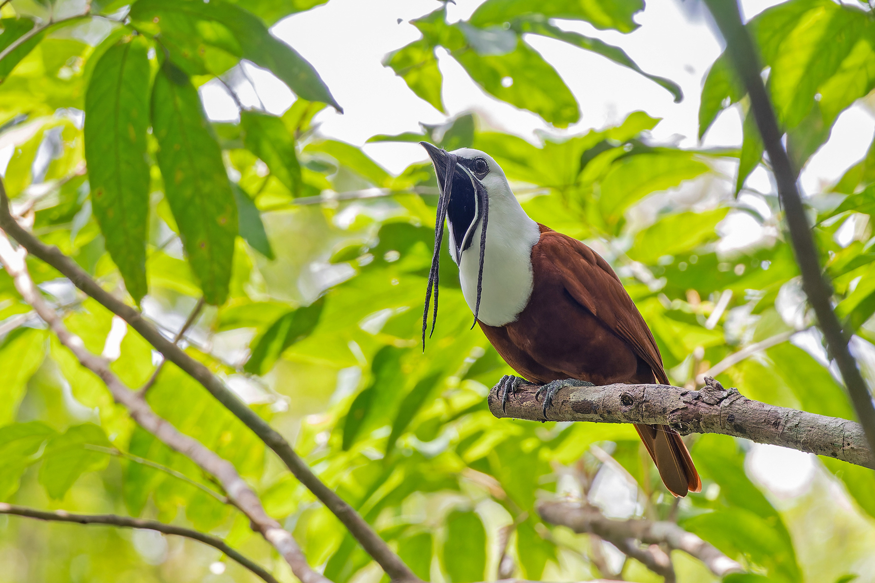Three-wattled Bellbird (image by Pete Morris)