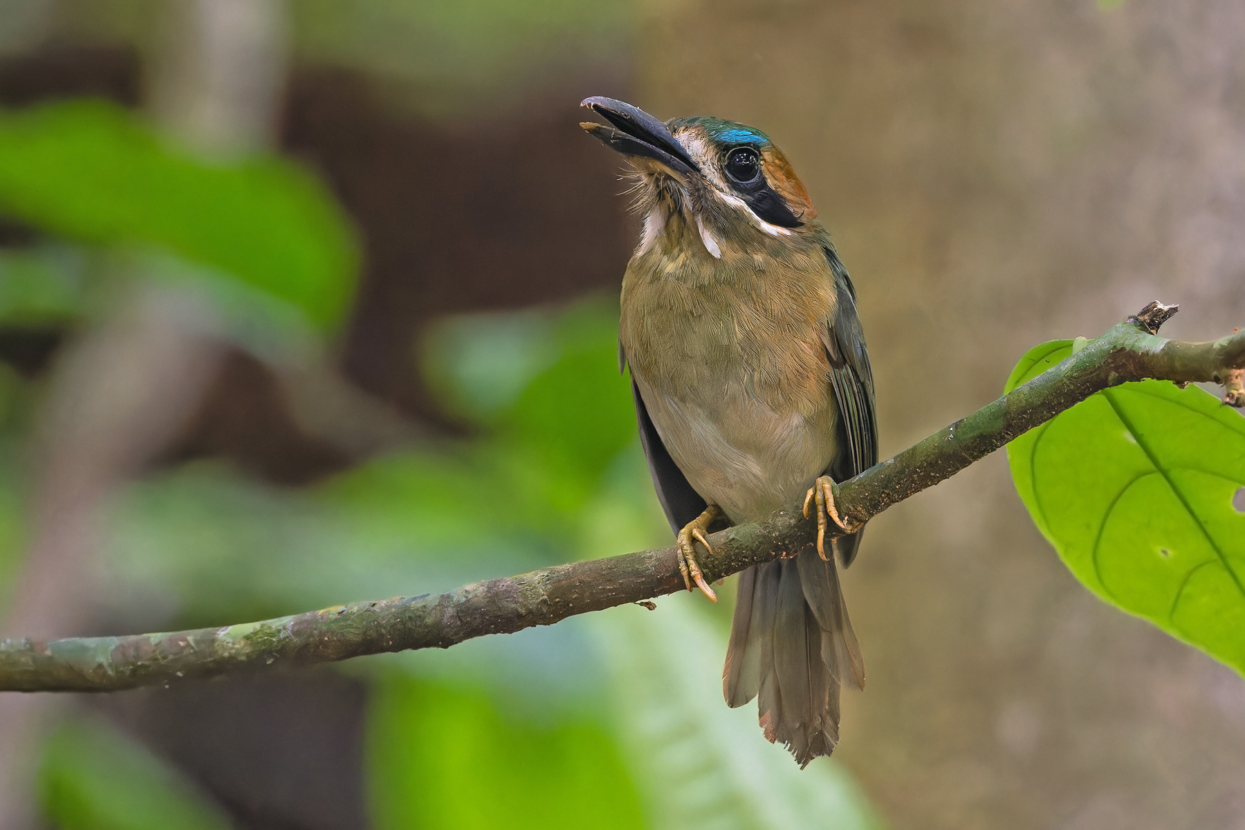 Tody Motmot (image by Pete Morris)