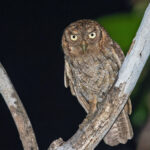Tropical Screech Owl (image by Pete Morris)