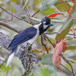 Tufted Jay (image by Pete Morris)