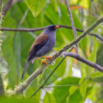 Varied Solitaire (image by Pete Morris)