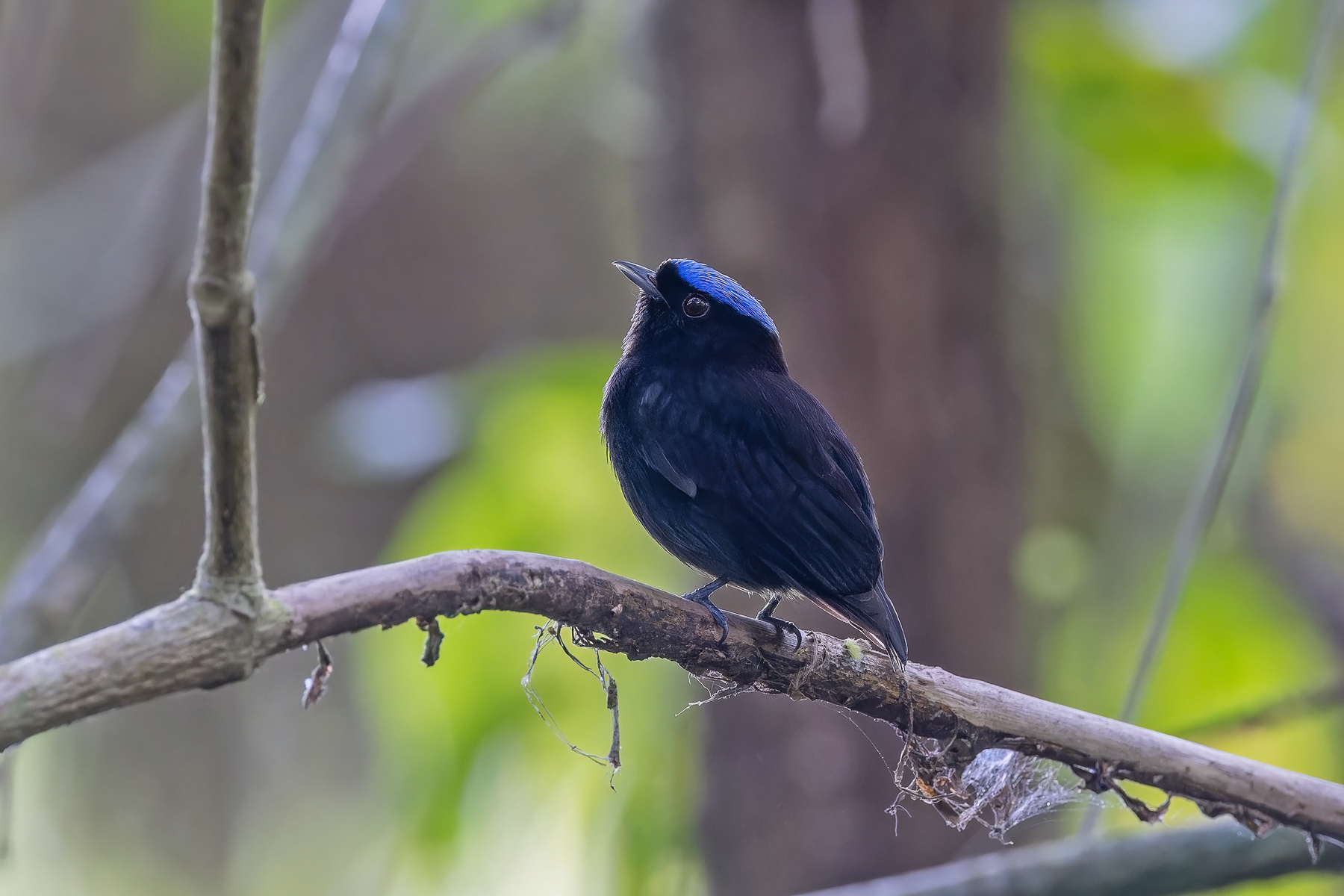 Velvety Manakin (image by Pete Morris)