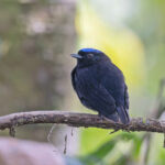 Velvety Manakin (image by Pete Morris)