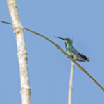 Veraguan Mango (image by Pete Morris)