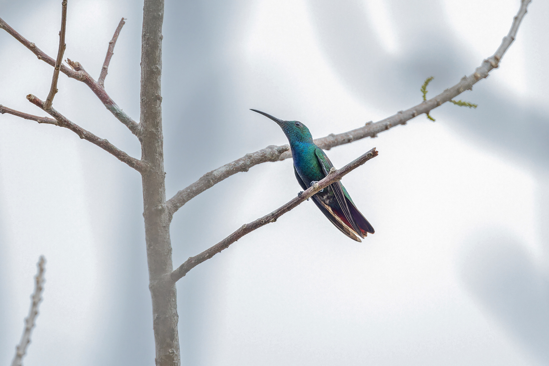 Veraguan Mango (image by Pete Morris)