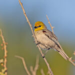 Verdin (image by Pete Morris)