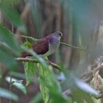 Violaceous Quail-Dove (image by Pete Morris)