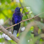 Violet Sabrewing (image by Pete Morris)