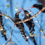 Violet Wood Hoopoes (image by John McLoughlin)