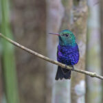 Violet-bellied Hummingbird (image by Pete Morris)