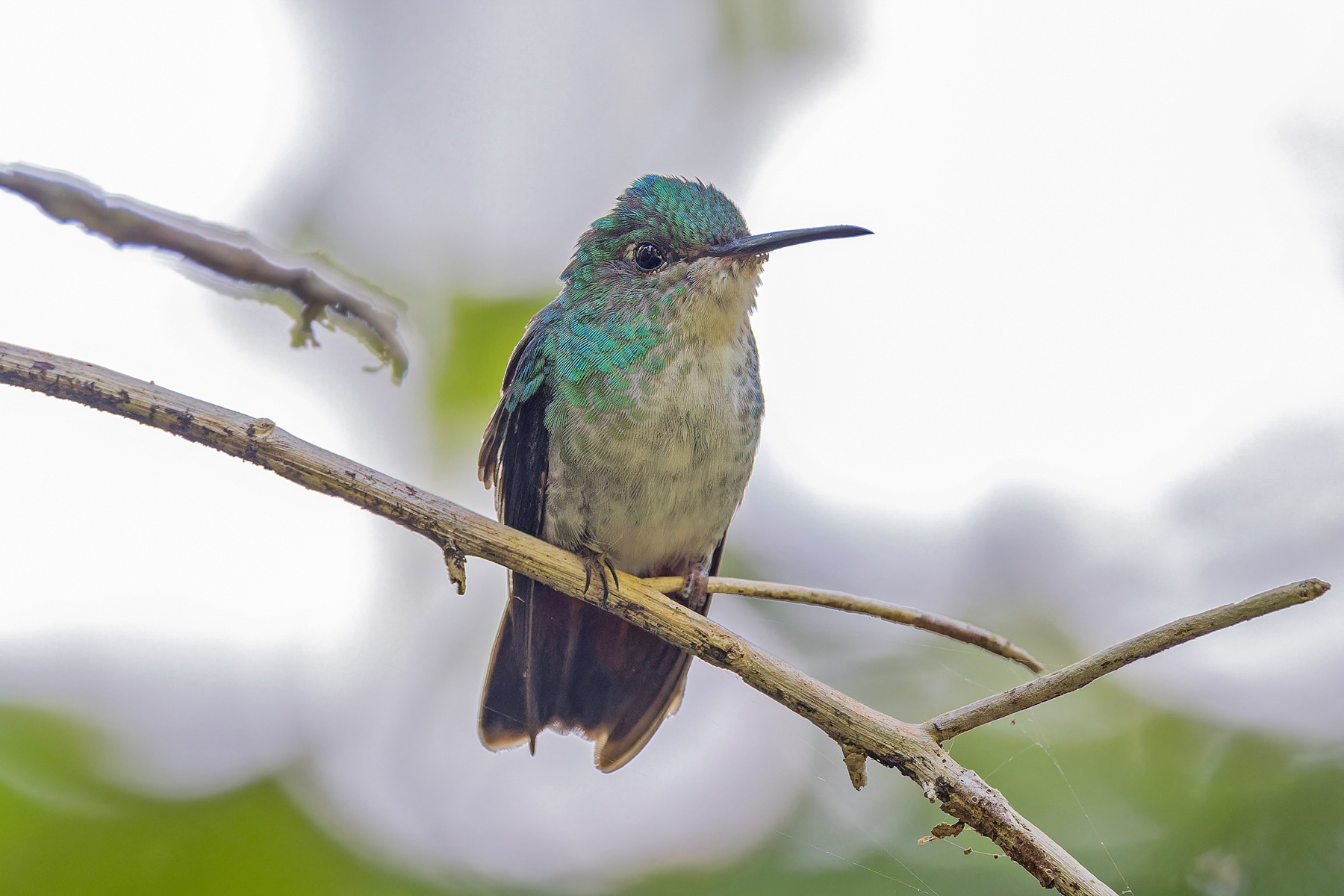 Violet-capped Hummingbird (image by Pete Morris)