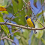 West Mexican Euphonia (image by Pete Morris)