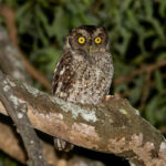 West Peruvian Screech Owl (image by Leo Garrigues)