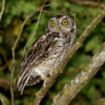 West Peruvian (Marañon) Screech Owl (image by Leo Garrigues)