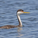 Western Grebe (image by Pete Morris)