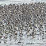 Western Sandpipers (image by Pete Morris)
