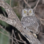 Western Screech Owl (image by Pete Morris)