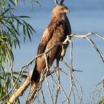 Whistling Kite (image by David Kowalick)