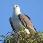White-bellied Sea Eagle (image by David Kowalick)