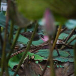 White-browed Crake (image by Richard Drew)