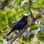 White-capped Tanager (image by Leo Garrigues)