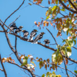 White-crested Helmetshrikes (image by John McLoughlin)