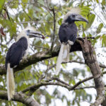 A pair of the ancient looking White-crowned Hornbill (image by Dáni Balla)