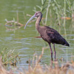 White-faced Ibis (image by Pete Morris)