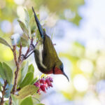 The stunning male of White-flanked Sunbird (image by Dáni Balla)