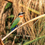 White-fronted Bee-eater (image by John McLoughlin)