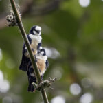 White-fronted Falconet (image by Dáni Balla)