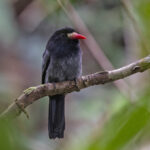 White-fronted Nunbird (image by Pete Morris)