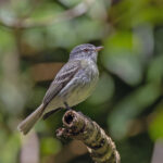 White-fronted Tyrannulet (image by Pete Morris)