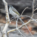 White-lined Honeyeater (image by David Kowalick)