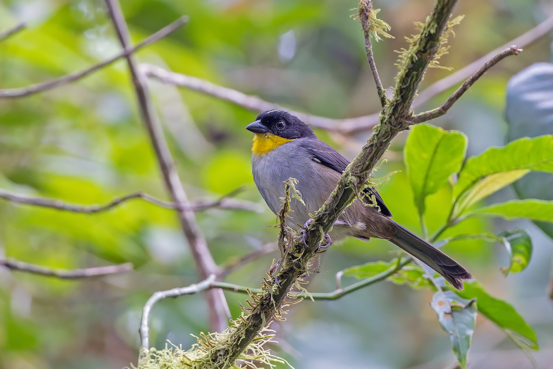 White-naped Brushfinch (image by Pete Morris)
