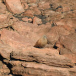 White-quilled Rock Pigeon (image by David Kowalick)