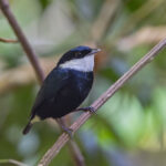 White-ruffed Manakin (image by Pete Morris)